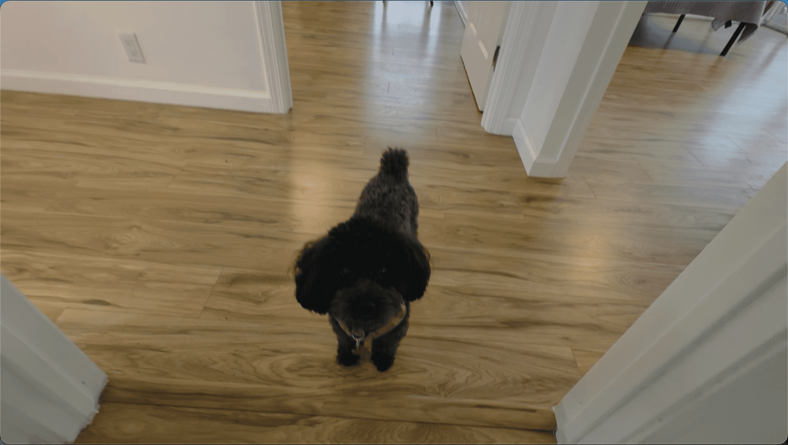 The home's resident dog